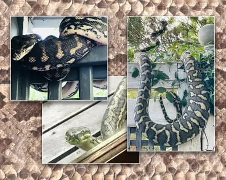 Accepting my Serpents in the Overhead Space: A Journey from Dread to Respect